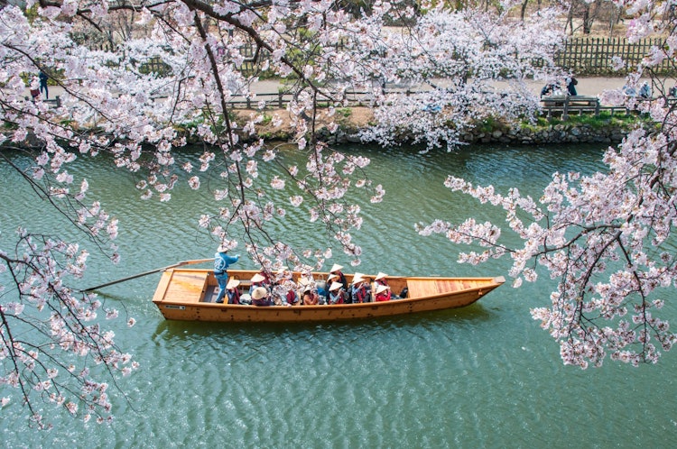 [相片1]这是一个被穿过内护城河的小船、春天的阳光和樱花治愈的时刻。