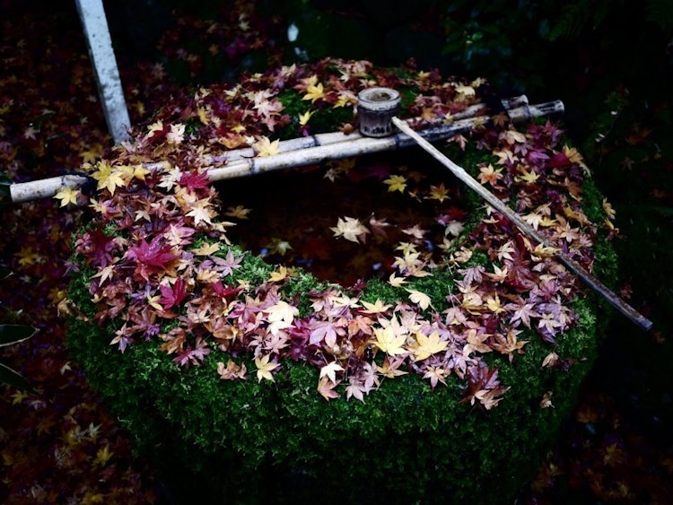 [画像1]京都の高桐院の紅葉