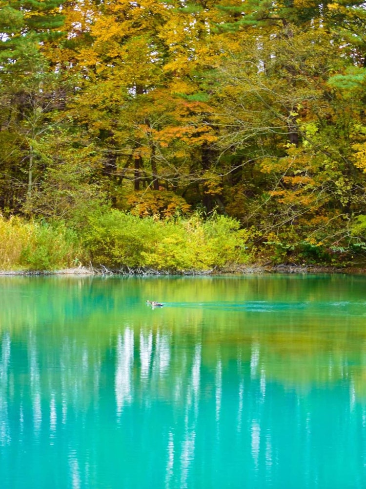 [相片1]美丽的蓝色水池塘和秋天的森林。对我来说，这是一个非常风景和壮丽的秋景，因为我来自热带地区，如此独特的色彩对比是我们通常看不到的。所以我全心全意地享受着这种景象。