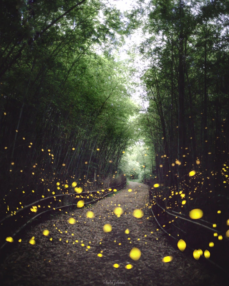 [Image1]Fireflies flying cheerfully nearby unexpectedlyI was really surprised when I was flying next to the 