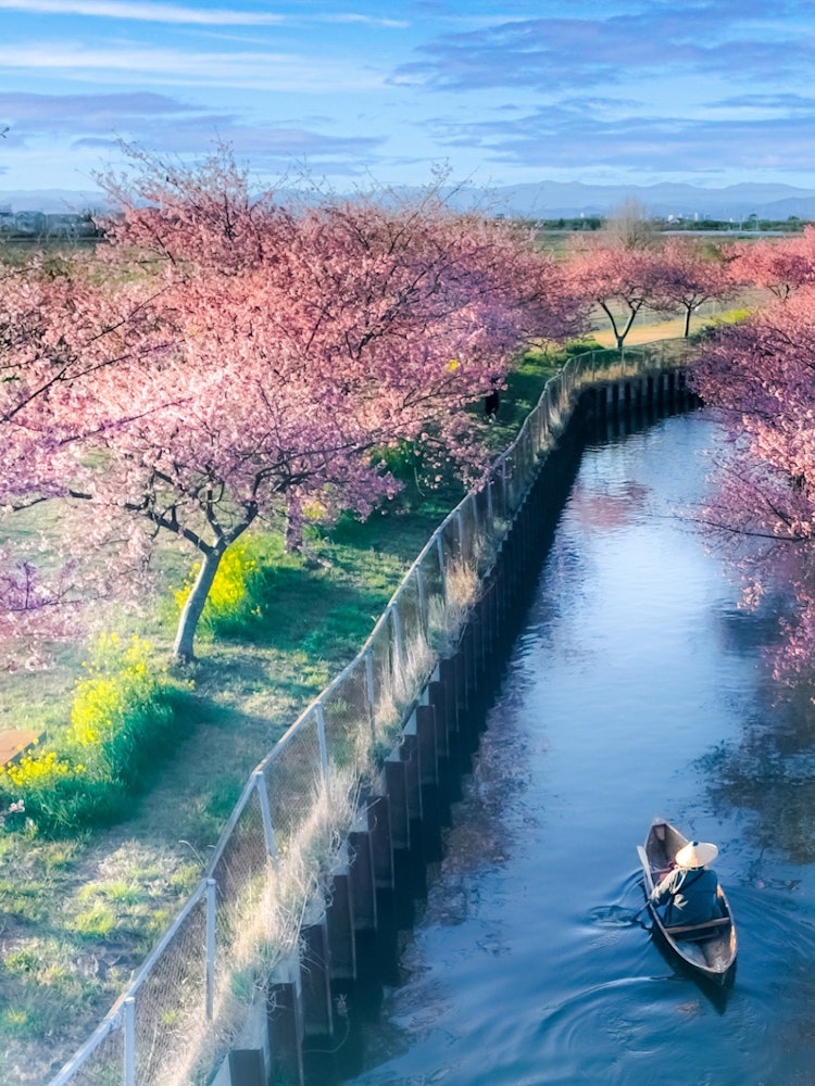 [Image1]A boatman wandering along the Kasamatsu Kawazu cherry blossoms roadMatsusaka City, Mie Prefecture Ka