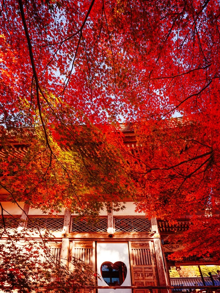 [相片1]冈山县真庭市高山寺的红叶很漂亮。