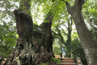 [이미지2]키노미야 신사(木野宮神��구노미야 신사는 예로부터 행운과 행운의 신으로 숭배되어 왔습니다.본전 옆에는 수령 2,100년, 줄기 굵기 24m의 큰 녹나무의 신성한 나무가 있으며, 국