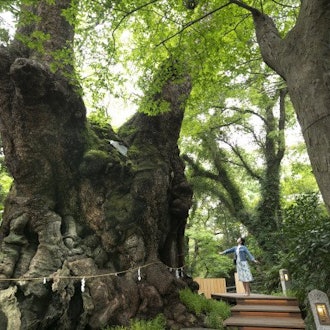 [画像2]來宮（きのみや）神社来福・縁起の神として古くから信仰されている來宮神社。本殿横には国の天然記念物にも指定された樹齢二千百年、幹の太さは24メートルの大楠の御神木があり、パワースポットとしても有名です。