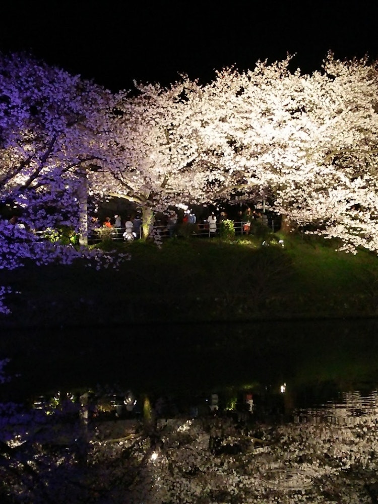 [相片1]春天是樱花盛开的。 其中，福冈大濠公园盛开的樱花，夜晚的灯饰，顾名思义，倒映在护城河表面的樱花非常出色，呈现出非常美丽和梦幻般的樱花外观。