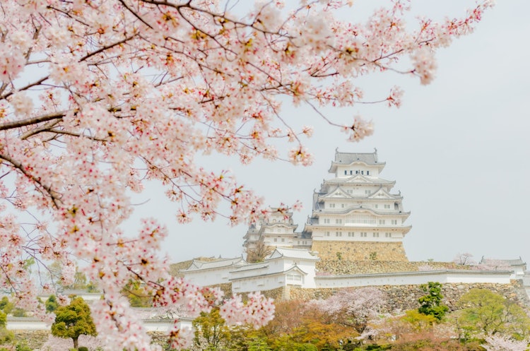 [이미지1]화이트 헤론 성으로 유명한 세계 유산 히메지 성을 벚꽃과 함께 촬영했습니다. 옅은 색감이 완벽한 조화를 이루며 진정한 일본 작품입니다.
