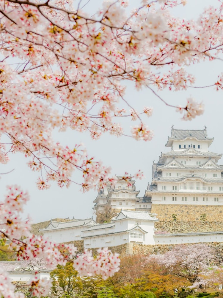 [画像1]白鷺城として有名な世界遺産・姫路城を桜と共に撮影しました。 淡い色合いが見事に調和していてまさに日本らしい1枚です。