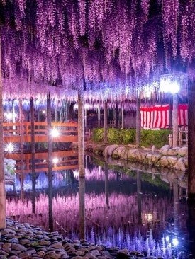 [Image1]Ashikaga Flower ParkI visited for the first time, but the illumination at nightIt was so beautiful!