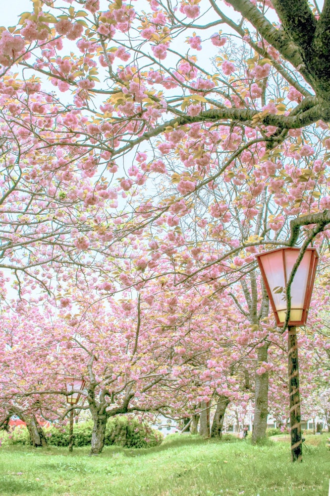 [相片1]※点击推荐“春季日本观光景点”的第五期是广岛县广岛市伊藤日市的造币厂公园内有64个品种的213棵双樱花盛开。光滑的形状和略深的花朵色调给灯笼和绿草带来了♡很好的味道。请点击查看 （*'▽'）