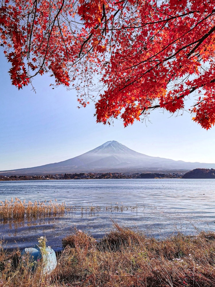 [Image1]Mt. Fuji seen from Lake Kawaguchi in the midst of autumn leaves.The solid red leaves looked simple a