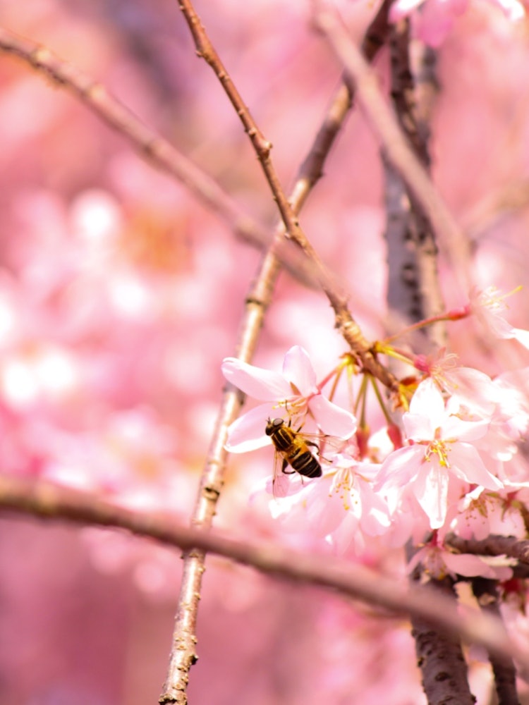 [Image1]Spring in Kyoto, when you look into the camera, you can see a world that you don't usually notice