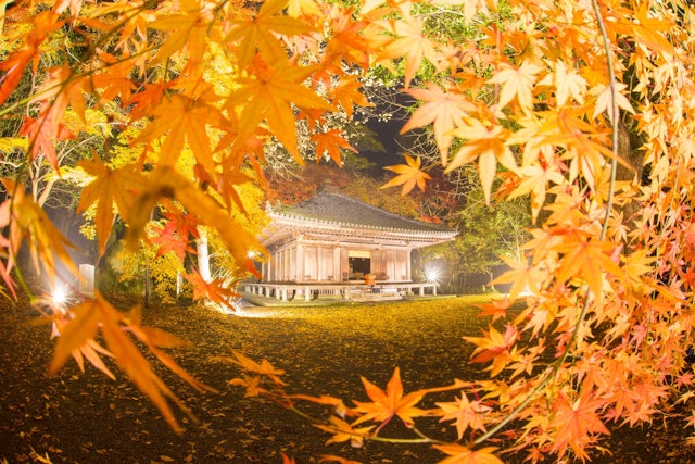 [Image1]大分県豊後高田市にある国宝、富貴寺の紅葉ライトアップです。