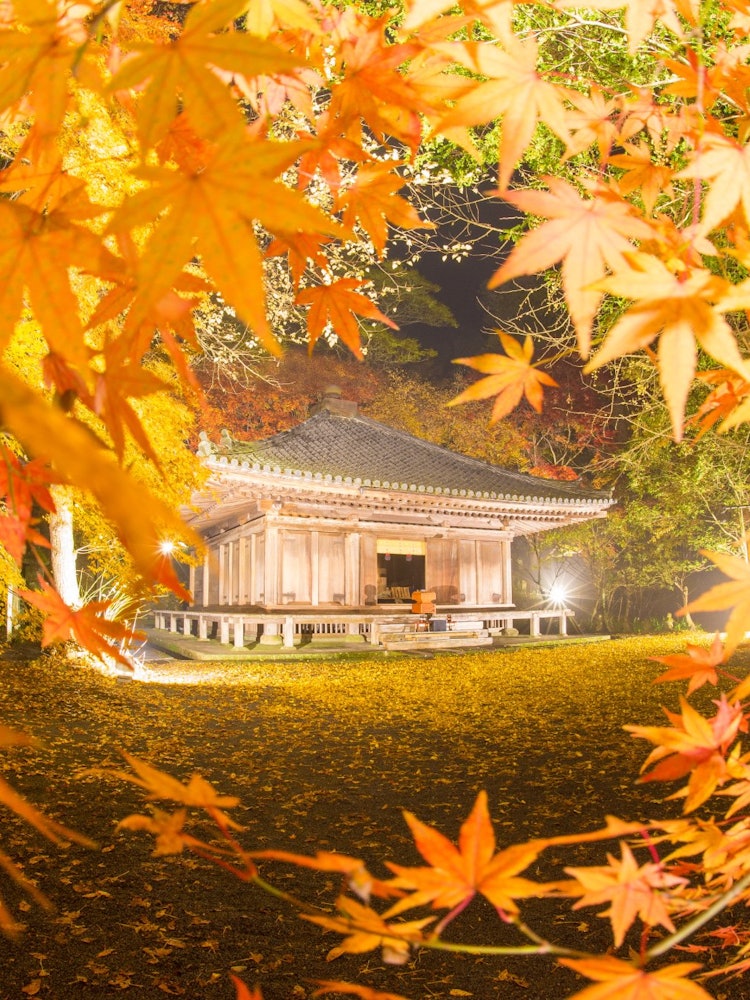 [Image1]It is a national treasure in Bungotakada City, Oita Prefecture, and the autumn leaves of Fukiji Temp