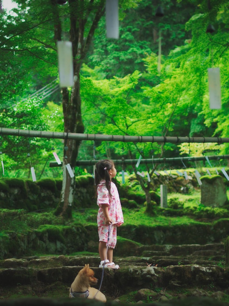 [画像1]日本の夏と言えば風鈴この日は丹波にある高源寺で風鈴祭りがあり、娘と愛犬連れて風鈴に癒されに行ってきました。聞いてるだけで涼しくなりどこか懐かしい子供の頃を思い出しました。