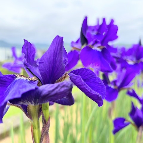 [Image1][The irises of the Takizawa River are in full bloom! ] 】4/30As if to liven up the Iris Festival, the
