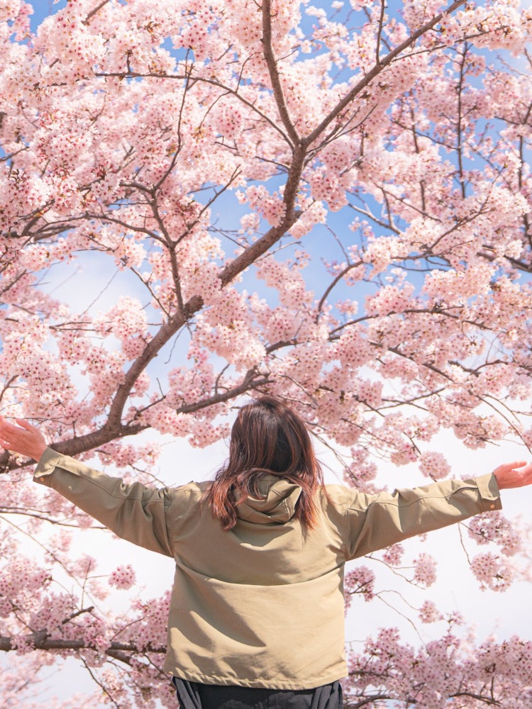 [相片1]兵庫縣稻波町雲川的櫻花樹 “感受春天”我😌感覺到春天這一天，我和媽媽約會😌，散步感覺很好