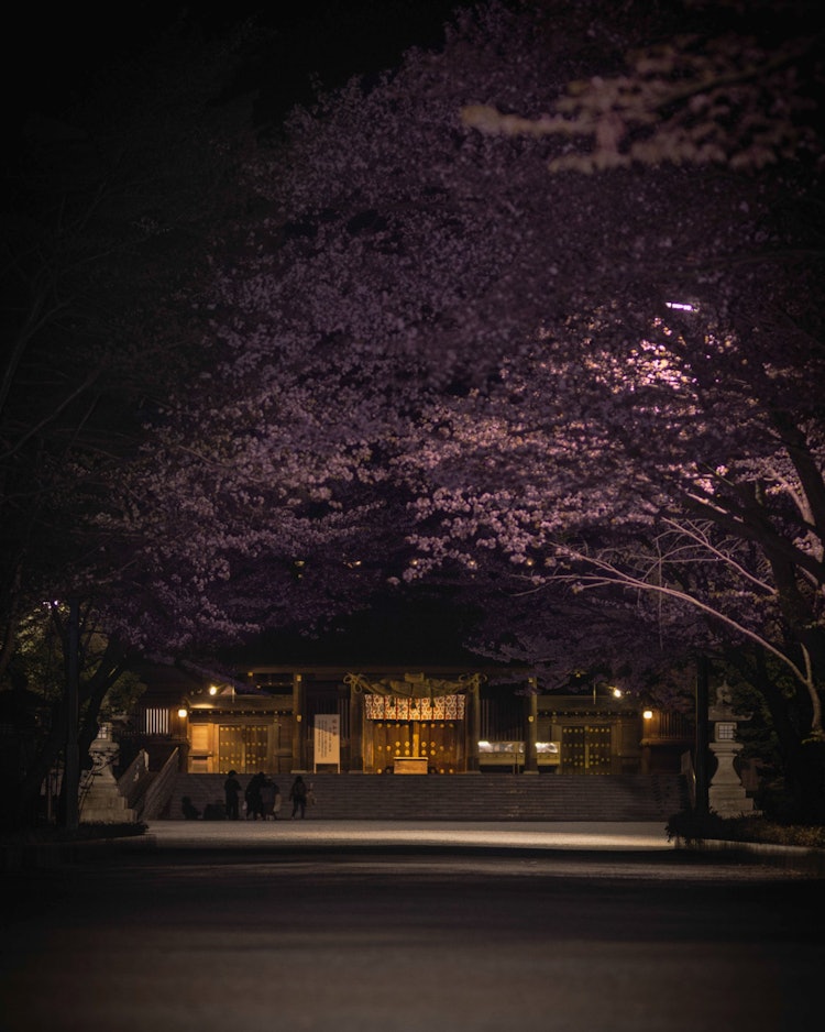 [画像1]本殿を彩る夜桜北海道札幌市にある北海道神宮この場所は有数の桜の名所でもあり多くの人が足繁く通う場所でもあります朝とは違った一面を見せてくれるこの場所が大好きです