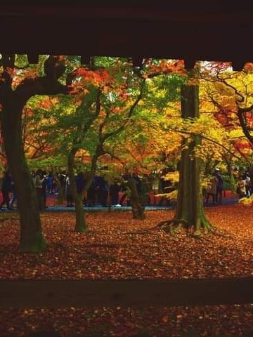 [相片1]從東福寺眺望到秋天的壯麗景色。非常有活力和豐富多彩的景色。這是京都地區最著名的秋季觀賞景點之一。風景如畫，風景優美
