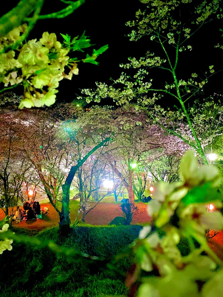 [이미지1]사쿠라 🤗 앳 칸논가이케, 이치키 쿠시키노 시밤에는 조명이 켜진 벚꽃이 🥰 매우 아름다웠습니다.이곳의 벚나무는 약 40년 전 정부 직원이 인근 농업 고등학교의 미칸산 경사면에 나무