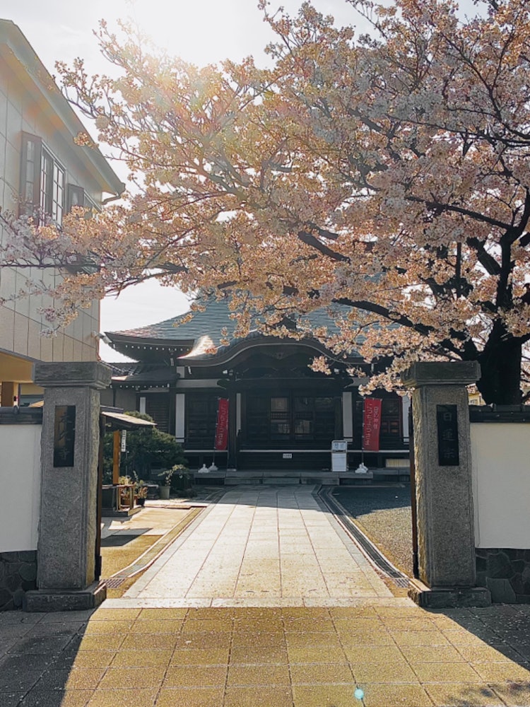 [相片1]早上第一件事，🐕和狗一起散步櫻花在寺廟前盛開！陽光，櫻花和寺廟。#春 #攝影比賽