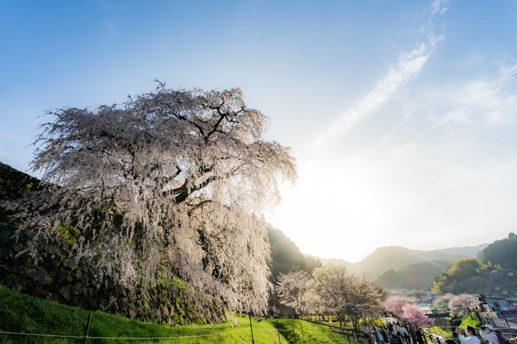 [이미지1]나라현의 마타베이 벚꽃. 옛날부터 이 땅을 지켜봐 온 벚꽃. 수령 300 년이 넘은 나무로 알려져 있으며, 영원한 시간을 느끼게합니다.눈앞에 나타났을 때의 압도적인 크기에 매료되어