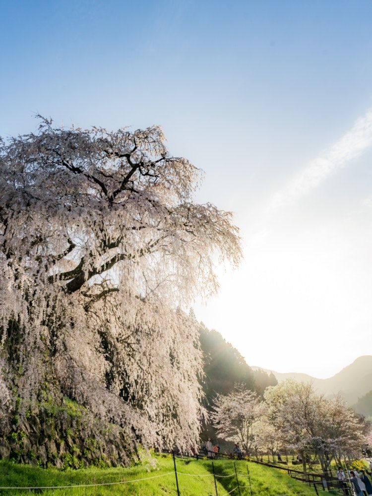 [画像1]奈良県にある又兵衛桜。 この土地をずっと見守ってきた一本の桜。 樹齢300年を超えるとも言われ、悠久の時を感じさせられます。目の前に現れた時の圧倒的な大きさに心を奪われ、カメラのシャッターを降ろすこと