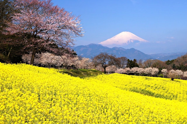 [画像1]神奈川県大井町富士見塚富士山を背景に満開の春めき桜と菜の花畑は桃源郷を思わせる風景です。