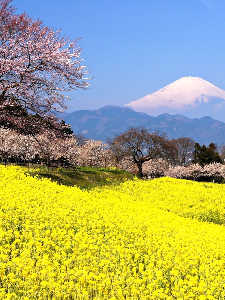 [画像1]神奈川県大井町富士見塚富士山を背景に満開の春めき桜と菜の花畑は桃源郷を思わせる風景です。