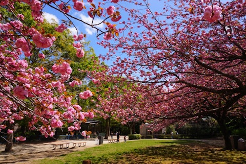 [相片1]#参观🌸千叶市动物公园鲜艳的粉红色樱花和观山的最佳时间好吧，好吧。 也许是因为今天天气炎热，所以我☺️💦在阴凉处避难