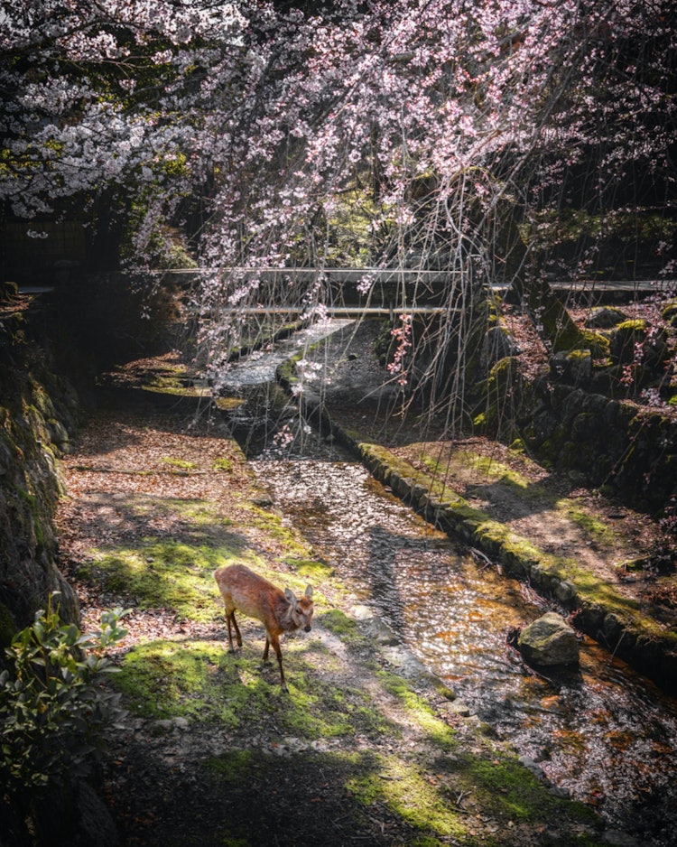 [相片1]宫岛、廿日市、广岛　（广岛的推荐景点）#宫岛 👈 第一张下📸垂的樱花和鹿的照片鹿的路径。 早晨，鹿从山上下来。这一天，天气很好，正好是赏樱🌸的日子。 许多游客都喜欢😊🌸赏樱中午过后，这里会挤满游客，所