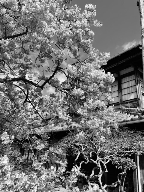 [画像1]静岡県河津町の河津桜の原木です。 撮影日は2022年2月28日です。 満開。 昭和30年ごろ、この家の主人が河津川沿いで雑草の中で芽吹いていた約一メートルくらいに育った桜の若枝を偶然見つけて庭先に植え