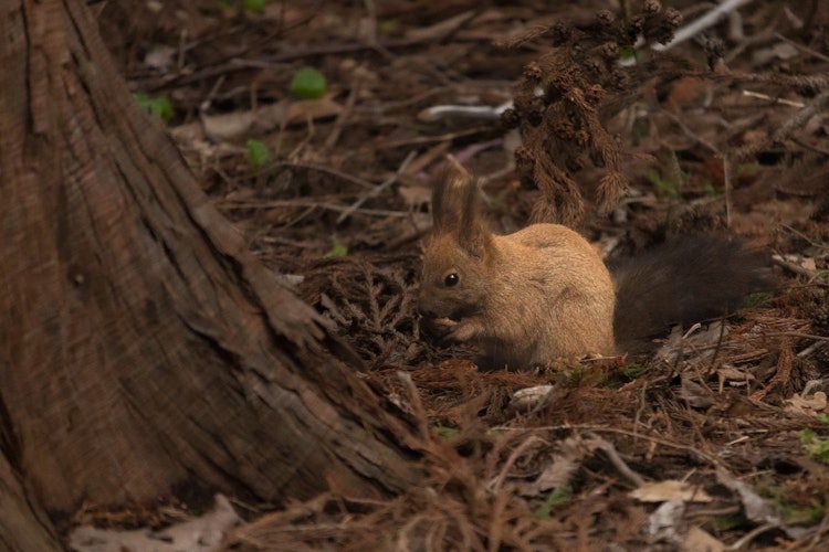 [相片1]它象徵著北海道歐亞紅松鼠的春天歐亞紅松鼠因冬季不冬眠而臭名昭著，而是忍受冬天而不主動四處走動。春天是雪融化和誘餌豐富的季節。