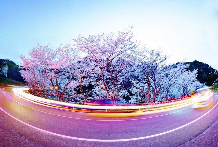 [相片1]地点：爱媛县今治市汽车在盛开的樱花下来回穿梭