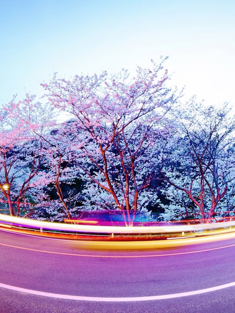 [画像1]撮影場所：愛媛県今治市満開の桜の下を行き来する車