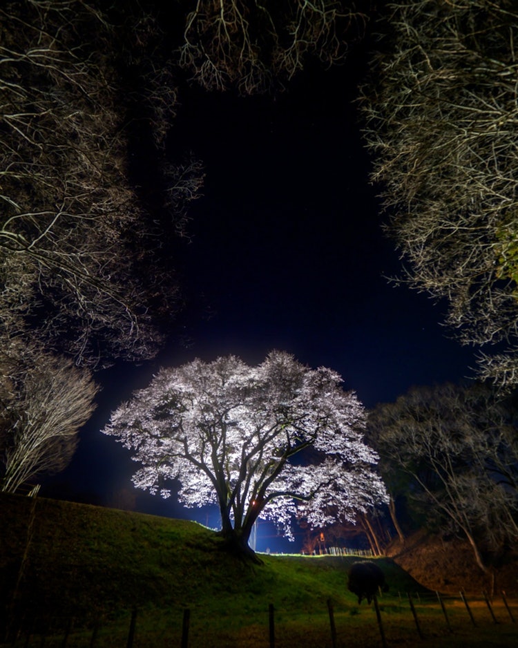 [이미지1]아름다운 에드 히건이 불을 밝혔습니다사이타마현 요리이쵸하치가타 성터 공원