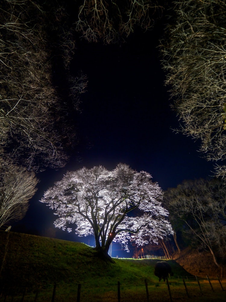 [相片1]美麗的Ed Higan點亮了埼玉縣的賴井町八方城跡公園
