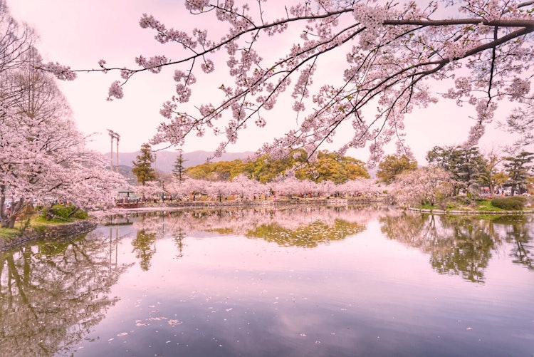 [Image1]It is a reflection of cherry blossoms.This is one in Kogi Park.