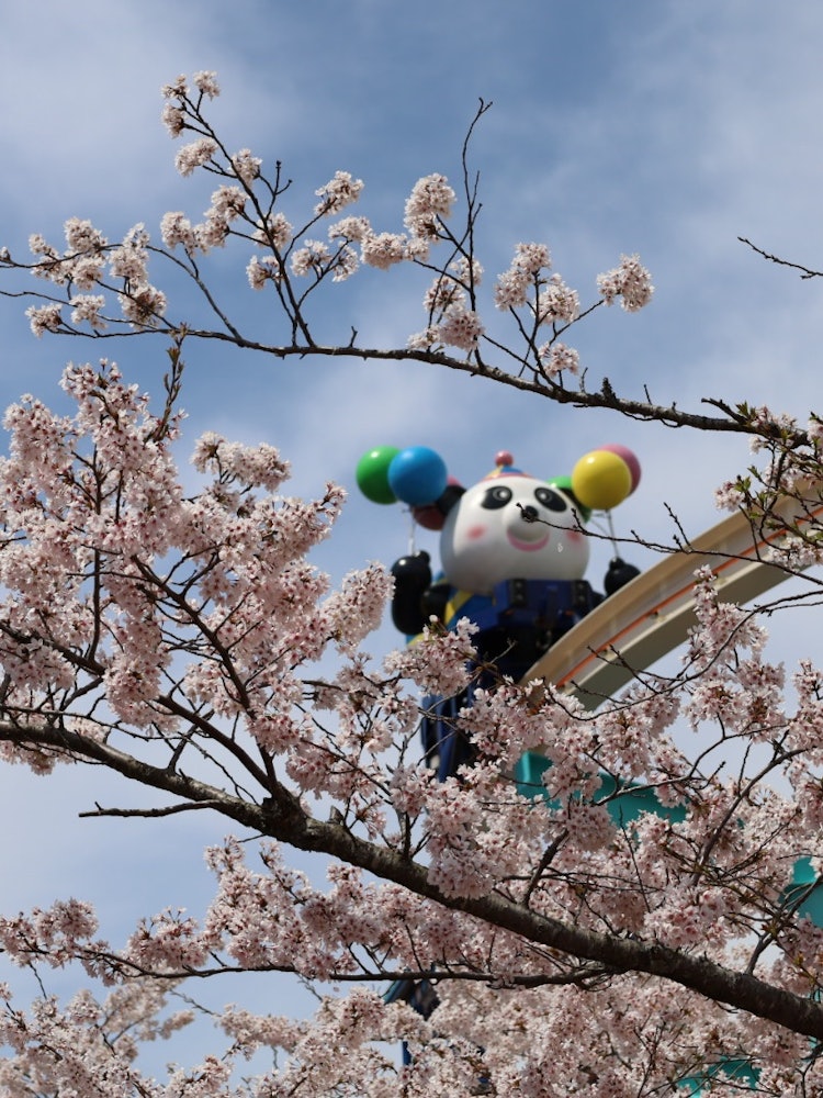 [Image1]Cherry blossoms in an amusement park