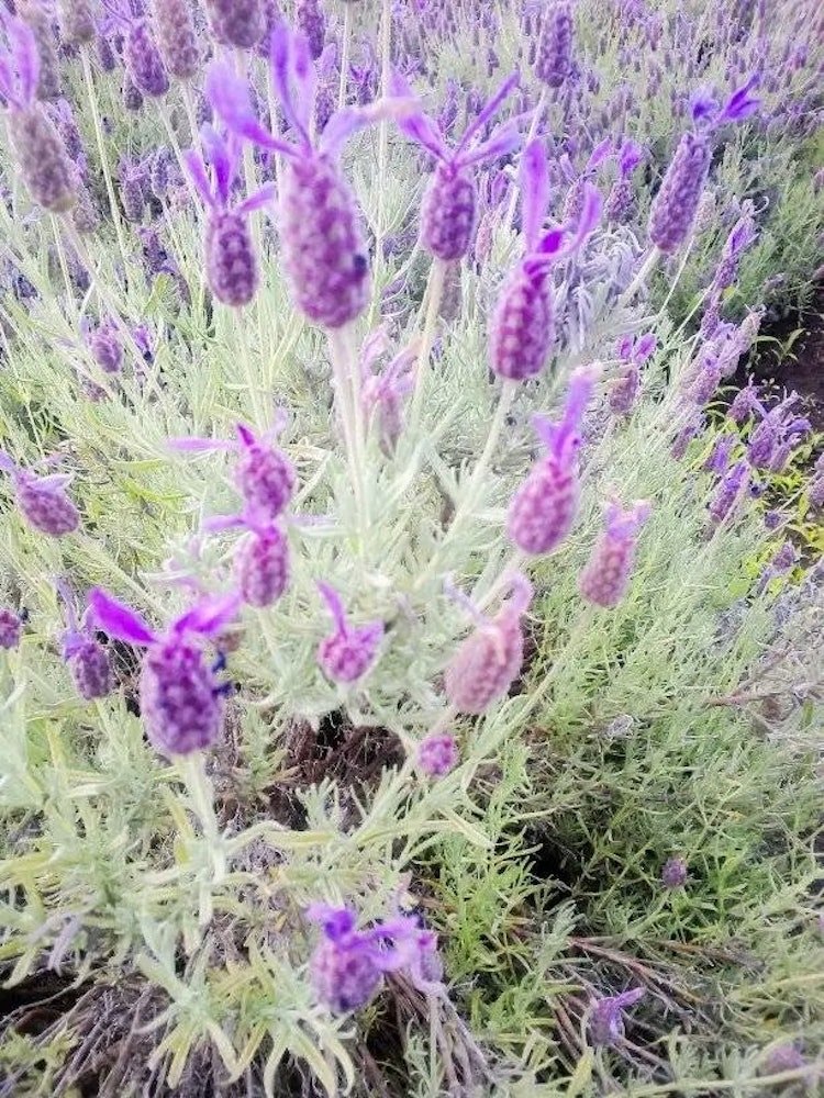 [Image1]It is a lavender millennium garden in Ranzan Town, Saitama Prefecture. Lavender season has arrived.