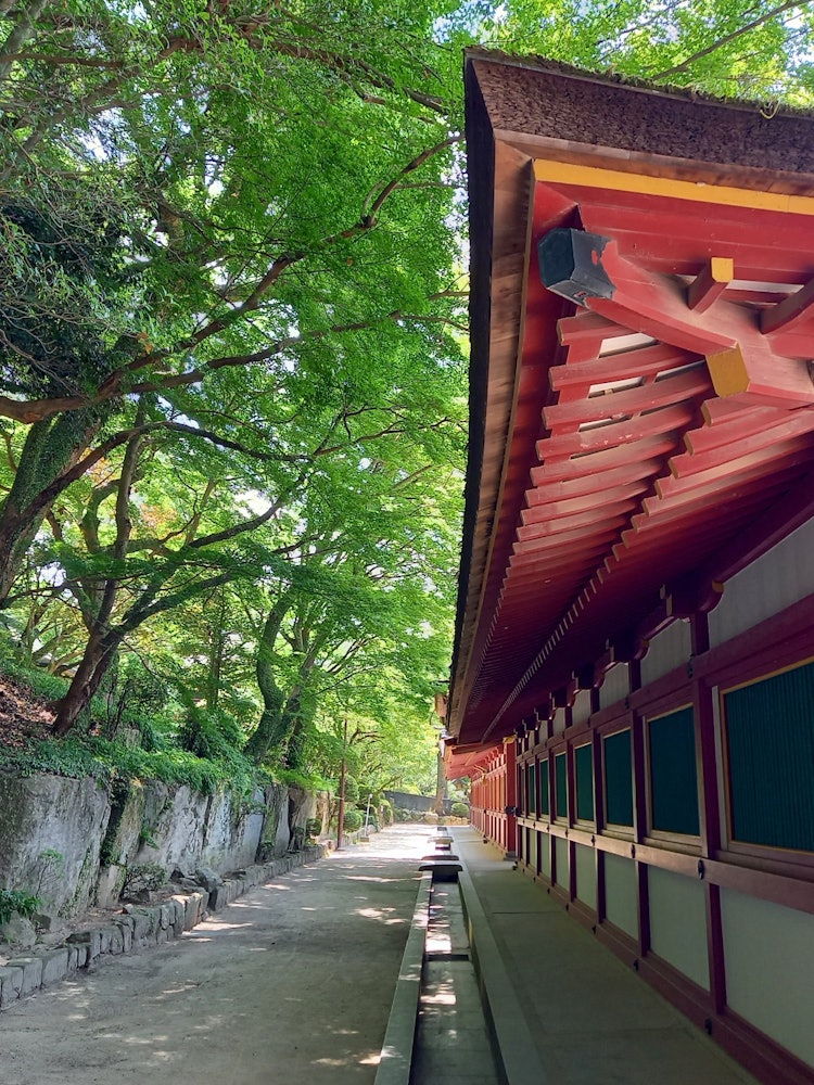 [Image1]This is Dazaifu Tenmangu. I was fascinated by the contrast between vermilion and green. You can almo