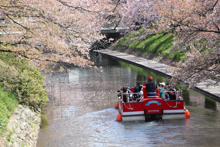 [相片1]富山縣富山市松川市櫻花的粉紅色和觀光船的紅色很漂亮，觀光船上的所有人都在看櫻花，我覺得真是太好了。