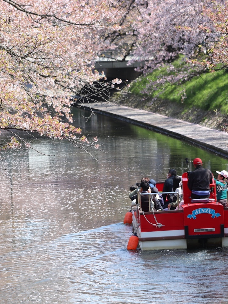 [Image1]Matsukawa, Toyama City, Toyama PrefectureThe pink of the cherry blossoms and the red of the sightsee