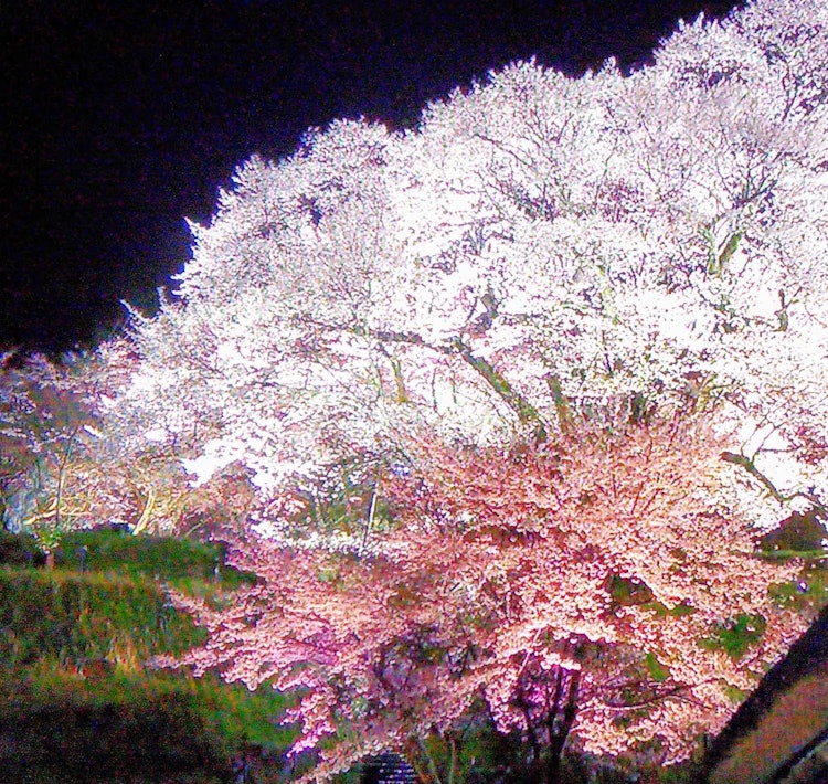 [相片1]这是东京都中野区东中野市神田川沿岸的夜晚点亮的樱花，✨ ✨这是一个非常美丽的景象
