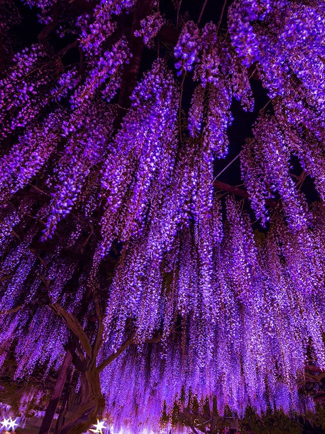 [Image1]Wisteria Park in Fujino, Waki Town, Okayama Prefecture, is a collection of famous wisteria from all 