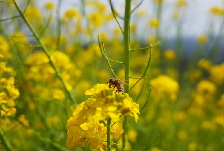 [Image1]Rape blossoms and bees.