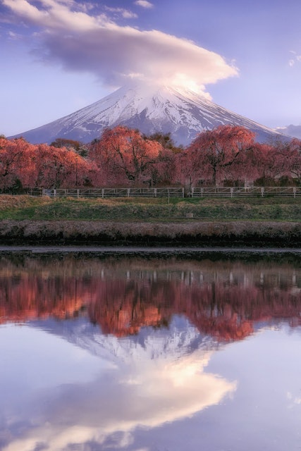 [Image1]逆さ富士山と枝垂れ桜山梨県富士吉田市内撮影。
