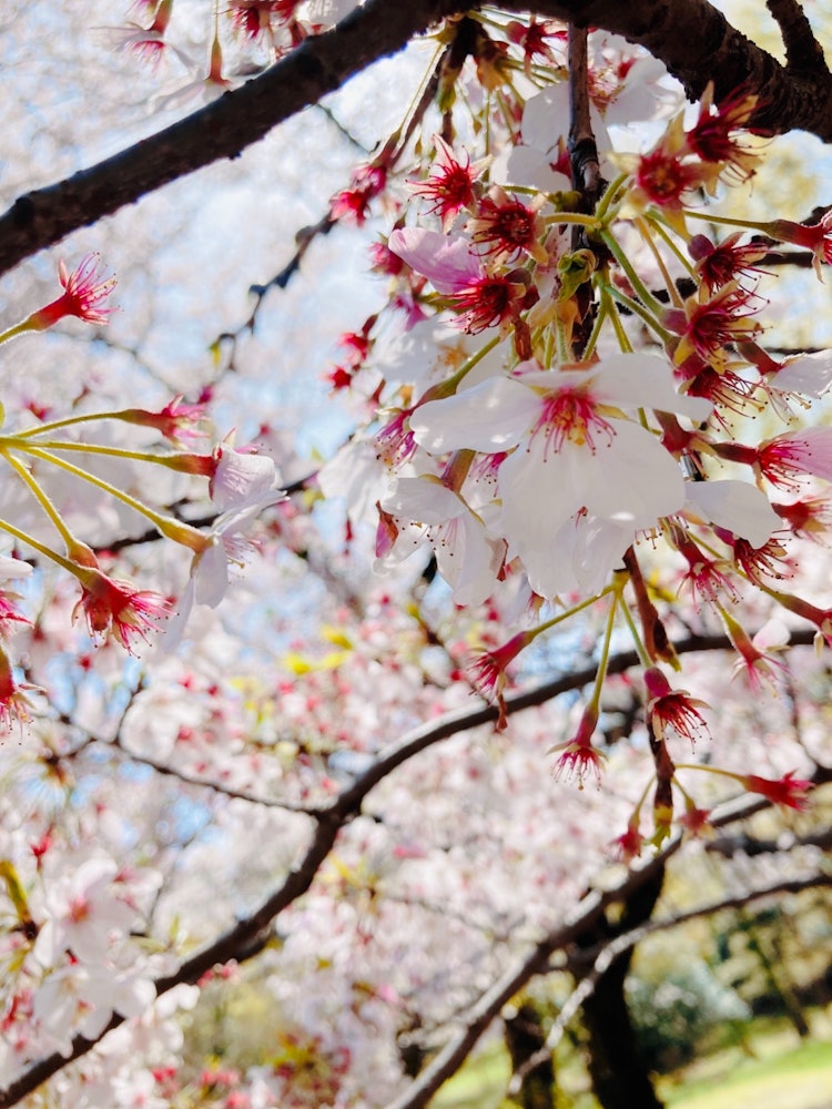 [이미지1]아침에 요요기 공원의 벚꽃