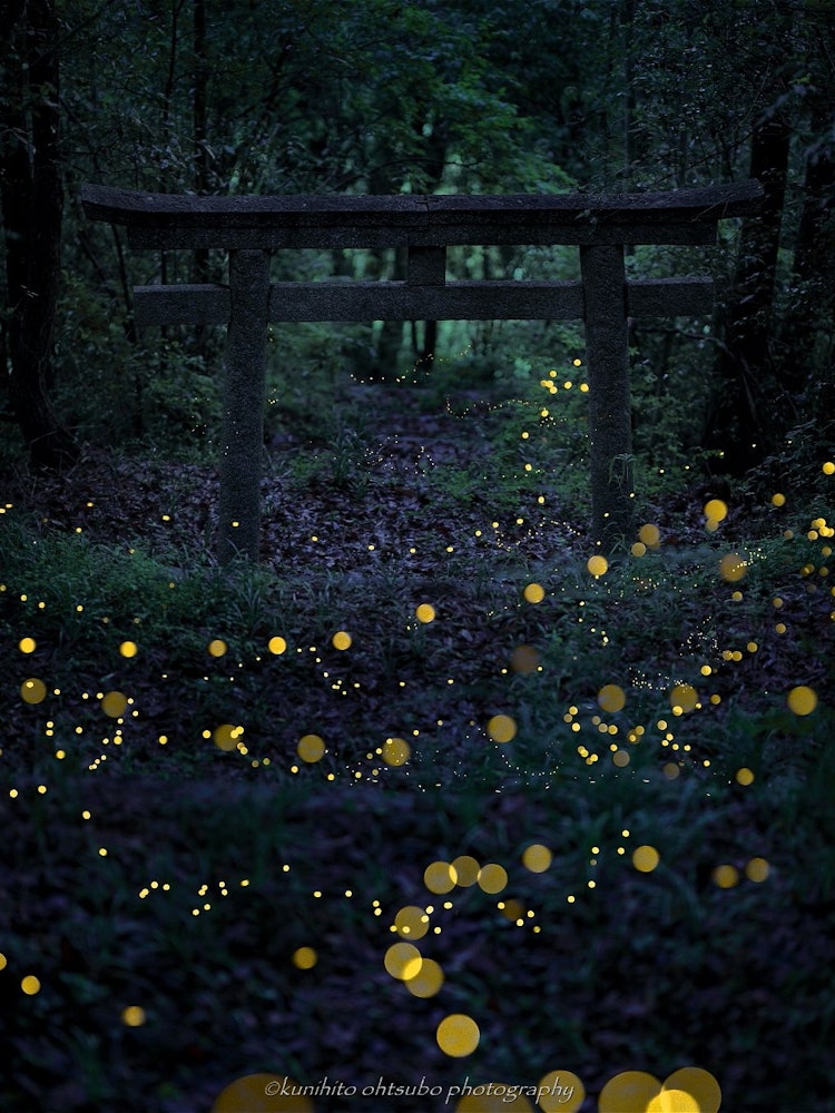 [Image1]「Princess firefly advent」location：Western Japan＊～Princess firefly advent at the torii～Deep in the du