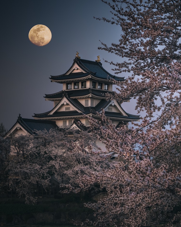 [画像1]月と城と桜