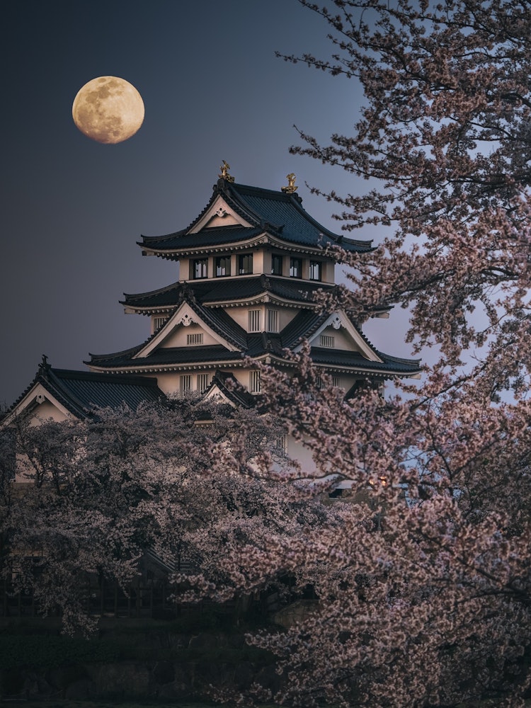 [相片1]月亮、城堡和櫻花